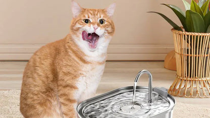 Cat Water Dispenser Stainless Steel